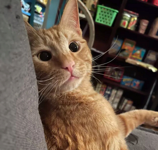 Illustration de l'article : Ces 13 chats et chiens n'ont pas leur pareil pour nous aider à relativiser