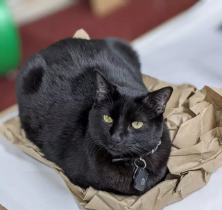 Illustration de l'article : Ces 13 chats et chiens n'ont pas leur pareil pour nous aider à relativiser