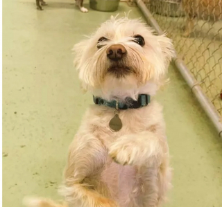 Illustration de l'article : Ces 13 chats et chiens n'ont pas leur pareil pour nous aider à relativiser