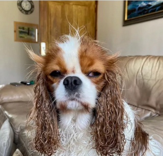 Illustration de l'article : Ces 13 chats et chiens n'ont pas leur pareil pour nous aider à relativiser