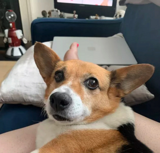 Illustration de l'article : Ces 13 chats et chiens n'ont pas leur pareil pour nous aider à relativiser