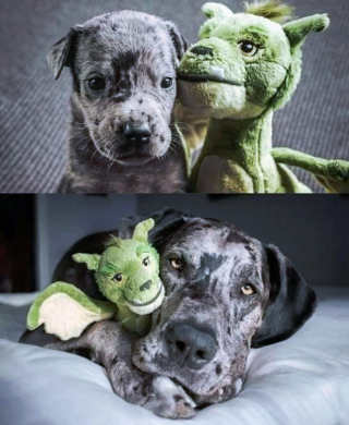 Illustration de l'article : Ces 13 chats et chiens n'ont pas leur pareil pour nous aider à relativiser