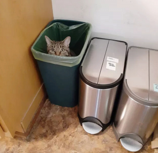 Illustration de l'article : Ces 13 chats et chiens n'ont pas leur pareil pour nous aider à relativiser