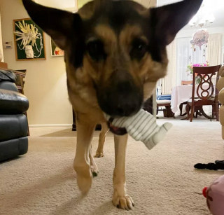 Illustration de l'article : Ces 13 chats et chiens n'ont pas leur pareil pour nous aider à relativiser