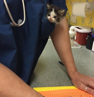 Illustration de l'article : 20 photos de chats et de chiens dont les réactions chez le vétérinaire ne vous laisseront pas indifférents