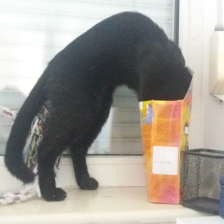 Illustration de l'article : 20 photos de chats et de chiens dont les réactions chez le vétérinaire ne vous laisseront pas indifférents