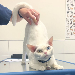 Illustration de l'article : 20 photos de chats et de chiens dont les réactions chez le vétérinaire ne vous laisseront pas indifférents