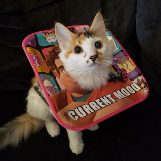 Illustration de l'article : 20 photos de chats et de chiens dont les réactions chez le vétérinaire ne vous laisseront pas indifférents