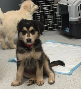 Illustration de l'article : 20 photos de chats et de chiens dont les réactions chez le vétérinaire ne vous laisseront pas indifférents