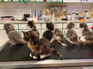 Illustration de l'article : 20 photos de chats et de chiens dont les réactions chez le vétérinaire ne vous laisseront pas indifférents