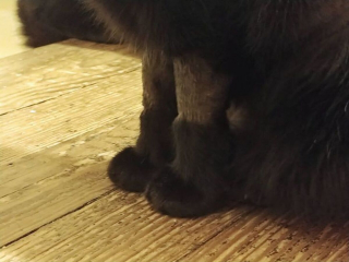 Illustration de l'article : 20 photos de chats et de chiens dont les réactions chez le vétérinaire ne vous laisseront pas indifférents