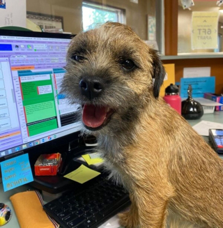 Illustration de l'article : 20 photos de chats et de chiens dont les réactions chez le vétérinaire ne vous laisseront pas indifférents