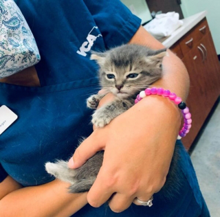 Illustration de l'article : 20 photos de chats et de chiens dont les réactions chez le vétérinaire ne vous laisseront pas indifférents