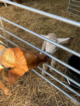 Illustration de l'article : Une chienne sous son aile un agneau faible et rejeté par sa mère pour l’aider à survivre