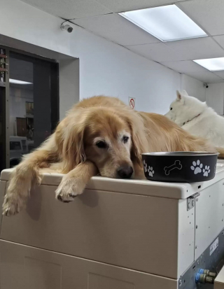 Illustration de l'article : Ce chien qui fait ses siestes sur les lave-linges est devenu l’attraction de la laverie
