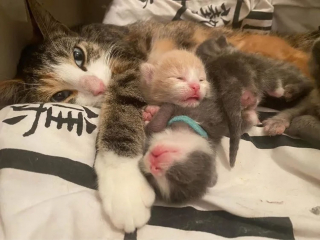 Illustration de l'article : Sur le point d’accoucher, une chatte est soulagée de trouver des personnes prêtes à lui tendre la main