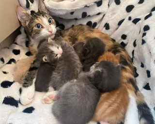 Illustration de l'article : Sur le point d’accoucher, une chatte est soulagée de trouver des personnes prêtes à lui tendre la main