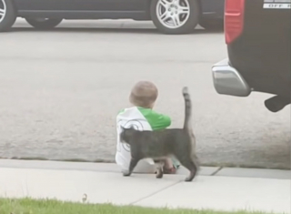 Illustration de l'article : L’instant tendre et mignon où un chat vient consoler un petit garçon triste, assis seul dehors (vidéo)