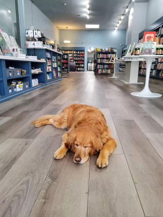 Illustration de l'article : Les propriétaires d’une librairie nomment leur chienne comme gérante de l’établissement et lui donnent même son nom