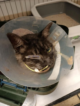 Illustration de l'article : « Il fait preuve d'un grand courage » : un chat gravement blessé entame un voyage long et ardu vers la guérison