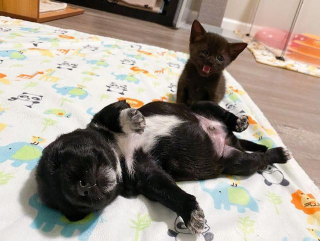 Illustration de l'article : Coup de foudre entre un chaton et un chiot orphelins, qui grandissent ensemble comme des frères (vidéo)