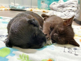 Illustration de l'article : Coup de foudre entre un chaton et un chiot orphelins, qui grandissent ensemble comme des frères (vidéo)