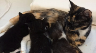 Illustration de l'article : Une jeune chatte aide un chaton privé de l'amour de sa mère et espère trouver sa famille pour la vie