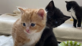 Illustration de l'article : Une jeune chatte aide un chaton privé de l'amour de sa mère et espère trouver sa famille pour la vie