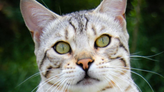 Illustration de l'article : Atteint d'une maladie potentiellement fatale nécessitant un traitement coûteux, ce chat éveille l'empathie et la générosité du public