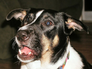 Illustration de l'article : 15 histoires qui nous rappellent à quel point les chiens sont surprenants !