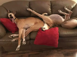 Illustration de l'article : 16 photos de chiens maîtrisant l'art des pitreries