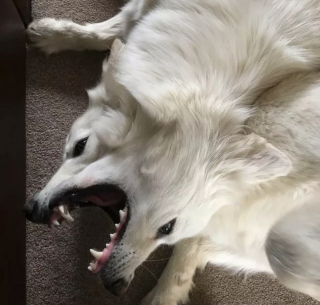 Illustration de l'article : 16 photos de chiens maîtrisant l'art des pitreries