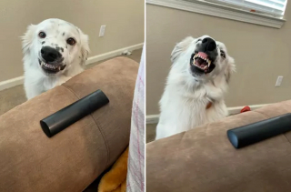 Illustration de l'article : 16 photos de chiens maîtrisant l'art des pitreries