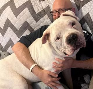 Illustration de l'article : 16 photos de chiens maîtrisant l'art des pitreries