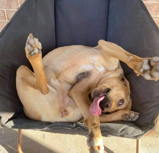 Illustration de l'article : 16 photos de chiens maîtrisant l'art des pitreries