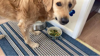 Illustration de l'article : 16 photos de chiens maîtrisant l'art des pitreries