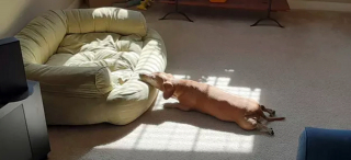 Illustration de l'article : 16 photos de chiens maîtrisant l'art des pitreries