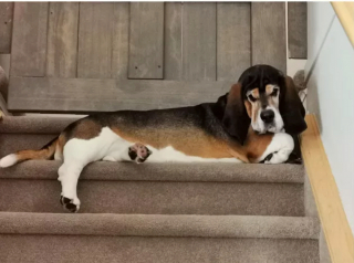 Illustration de l'article : 16 photos de chiens maîtrisant l'art des pitreries