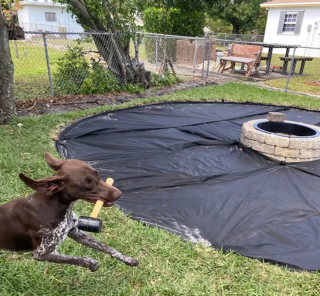 Illustration de l'article : 16 photos de chiens maîtrisant l'art des pitreries