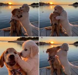 Illustration de l'article : 16 photos de chiens maîtrisant l'art des pitreries