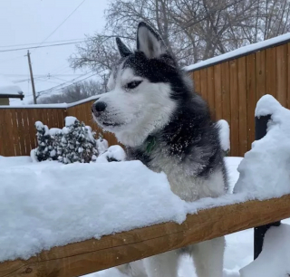 Illustration de l'article : 16 photos de chiens maîtrisant l'art des pitreries
