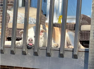 Illustration de l'article : 16 photos de chiens maîtrisant l'art des pitreries