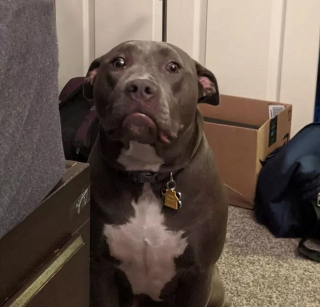 Illustration de l'article : 16 photos de chiens maîtrisant l'art des pitreries