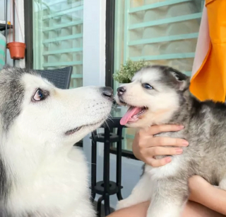 Illustration de l'article : 16 photos de chiens maîtrisant l'art des pitreries