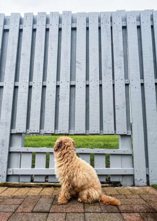 Illustration de l'article : Une famille aimante construit une fenêtre dans la clôture de son jardin, pour faire plaisir à son chien très curieux !