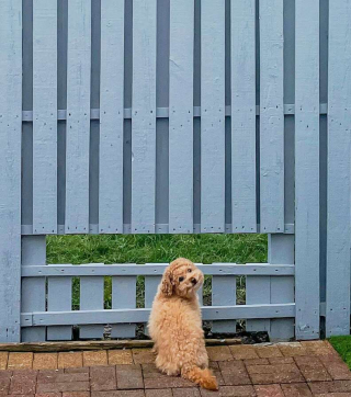 Illustration de l'article : Une famille aimante construit une fenêtre dans la clôture de son jardin, pour faire plaisir à son chien très curieux !