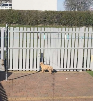 Illustration de l'article : Une famille aimante construit une fenêtre dans la clôture de son jardin, pour faire plaisir à son chien très curieux !