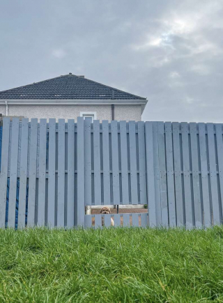 Illustration de l'article : Une famille aimante construit une fenêtre dans la clôture de son jardin, pour faire plaisir à son chien très curieux !