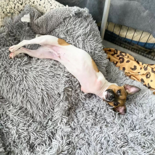 Illustration de l'article : Rien n’arrête ce chien de refuge né sans pattes avant et qui aime ses animaux en peluche plus que tout au monde