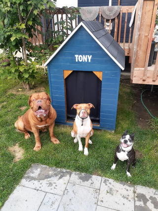 Illustration de l'article : Après avoir sauvé des dizaines de chiens, un Dogue de Bordeaux a besoin d’aide à son tour pour survivre